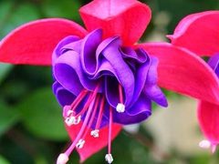 谷歌欲在五年内用Fuchsia取代Android？