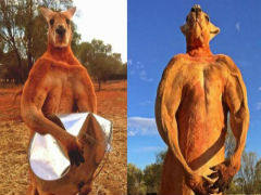 澳12岁网红肌肉袋鼠“罗杰”去世 身高两米肱二头肌突出