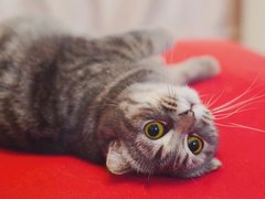 全新加入动物眼部对焦 索尼A7RM3固件升级体验评测