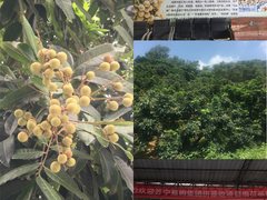 “拼拼农庄”正式落地茂名  专供荔枝、龙眼