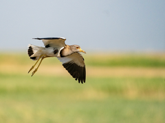 “微单王牌”索尼Alpha 9+SEL100400GM打鸟体验