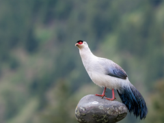 索尼A9+SEL400F28GM川西高原寻鸟记