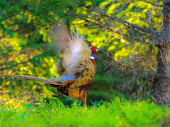 不老打鸟机皇  “两轻两快”赞Alpha 9