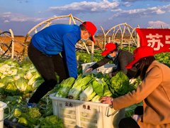 苏宁捐献100吨蔬菜驰援武汉！三千里一日达！
