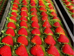 日助销草莓2000斤，苏宁菜场拯救蔬果进行时