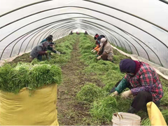 苏宁官宣助农18条 启动农产品绿色通道