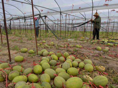 农产品滞销，阿里苏宁全渠道战“疫”助农