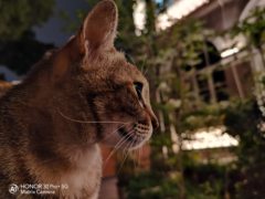 教你用荣耀30 Pro+掌握撸猫的正确姿势