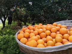 苏宁助力拼购村脱贫，湖北天池垭村秭归橙月营业额近500万