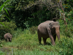 从冲突到和谐，西双版纳如何做到亚洲象保护有“数”