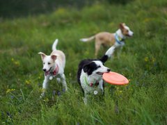 索尼微单Alpha 7R IV拍摄奔驰在草原天路的乐乐