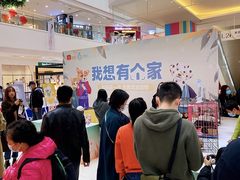 让这个冬天不再冷 探探联合它基金发起流浪动物领养活动