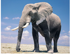 云南大象迁移背后的AI秘密