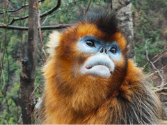 启明星辰集团再获中国IT安全硬件市场两项第一