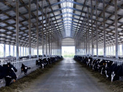 让消费者喝上放心鲜奶，光明乳业数字化供应链演绎“科技与狠活”