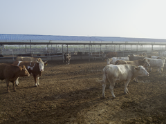 精工细作引领养殖业振兴：华为云、五征集团共创牛羊健康成长动态管理系统