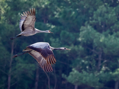 青年镜头下的生命赞歌，谱写生物之美