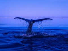 自主创新才是硬道理 鲲鹏全面构建智能算力生态