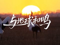 华为世界地球日短片发布，快去开启“与地球和鸣”的空间音频之旅吧