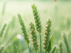 小满时节，鸿蒙渐长