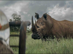 《犀牛》：在肯尼亚荒野的中心，与森海塞尔一起提升叙事体验