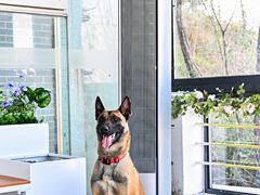 美的助力重庆蓝天搜救犬基地焕新 用全屋智能守护无声英雄